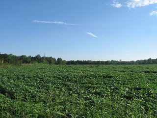 Property photo 9 - 80+/- Acres Land Auction offered in 5 Tracts